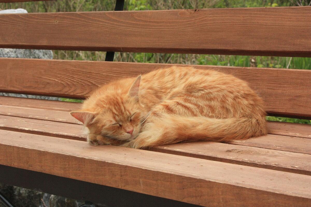 The red cat sleeps on the bench