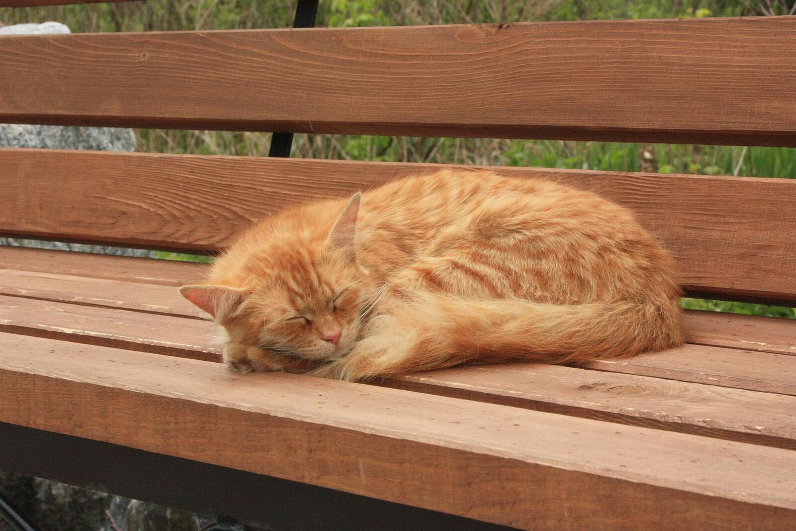 免费照片红猫睡在长椅上