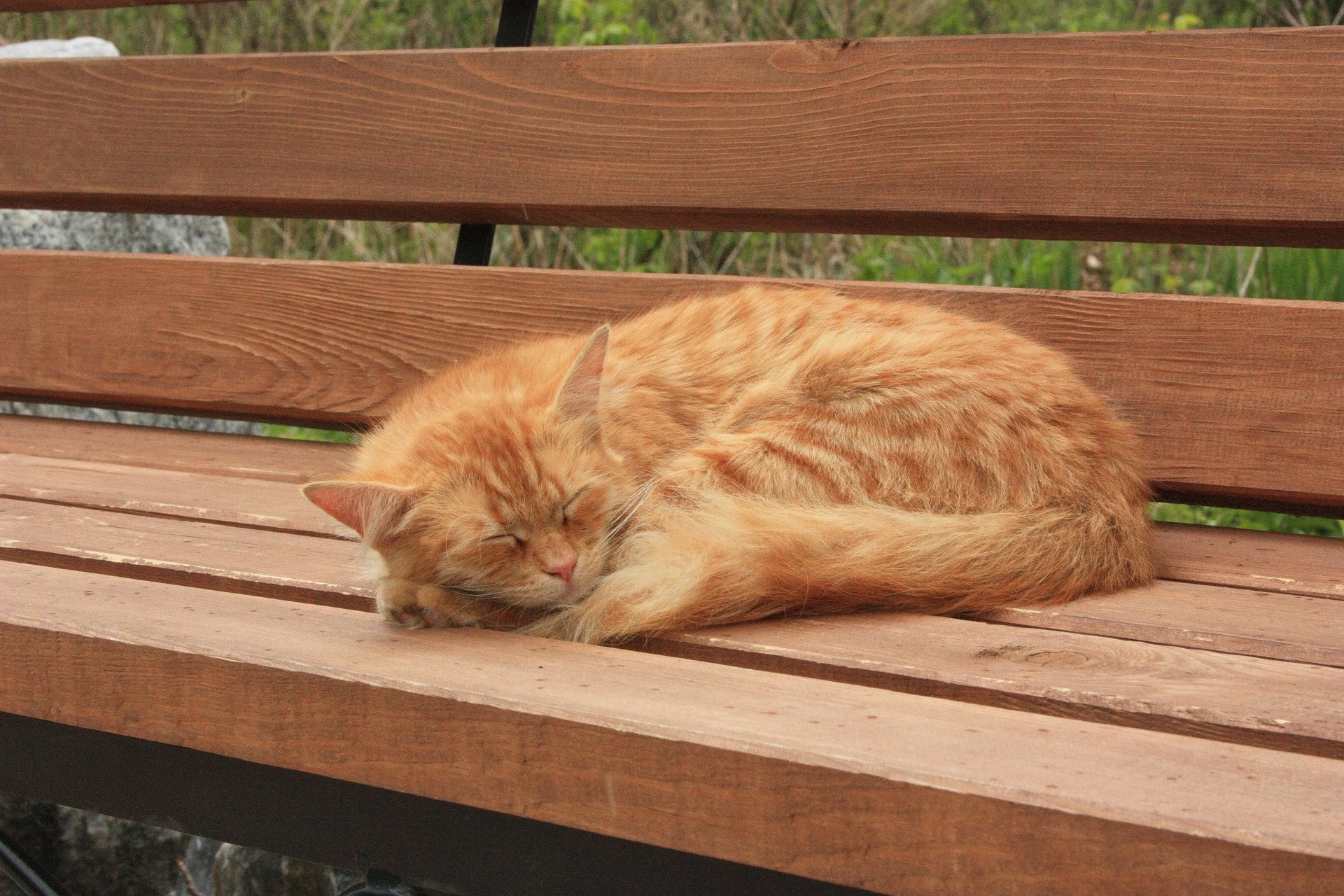Free photo The red cat sleeps on the bench