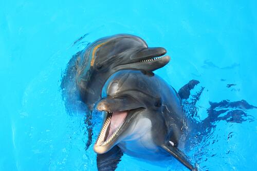 Joyful dolphins in the pool