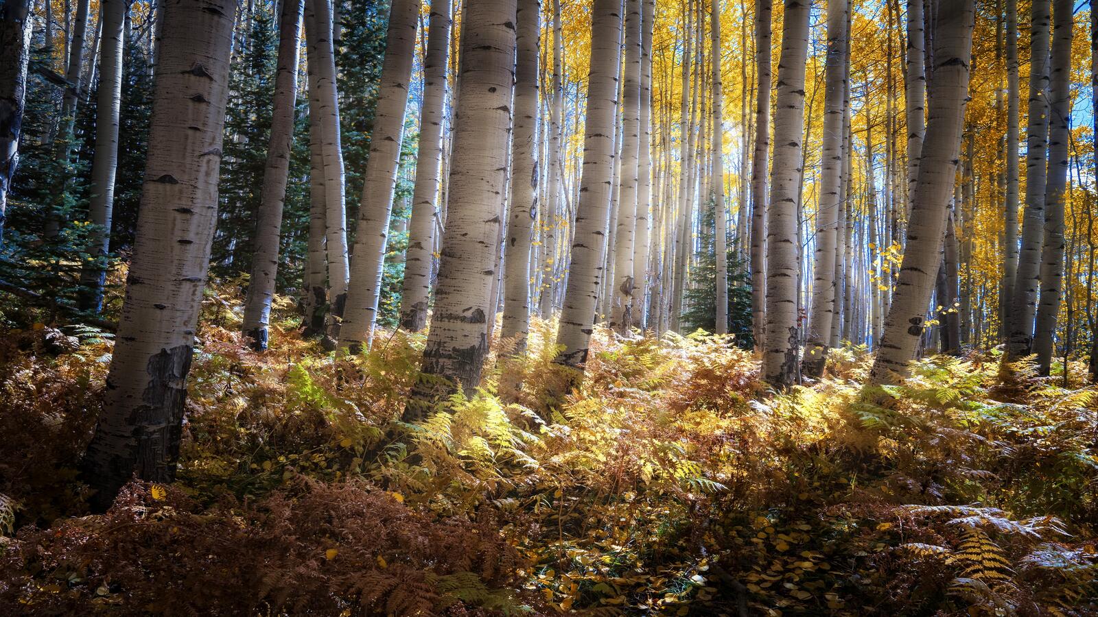 Free photo Sunbeams in the birch forest