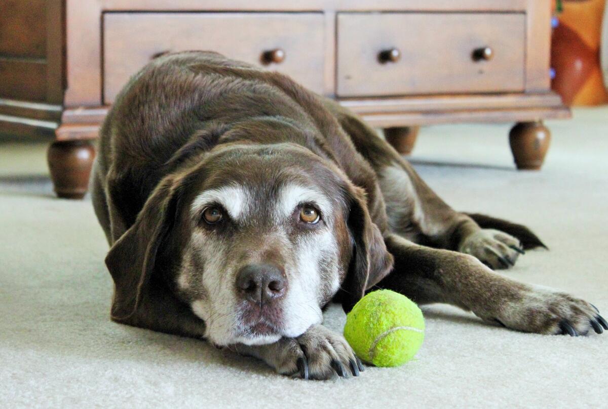 Старый пес лабрадор лежит с теннисным мясом