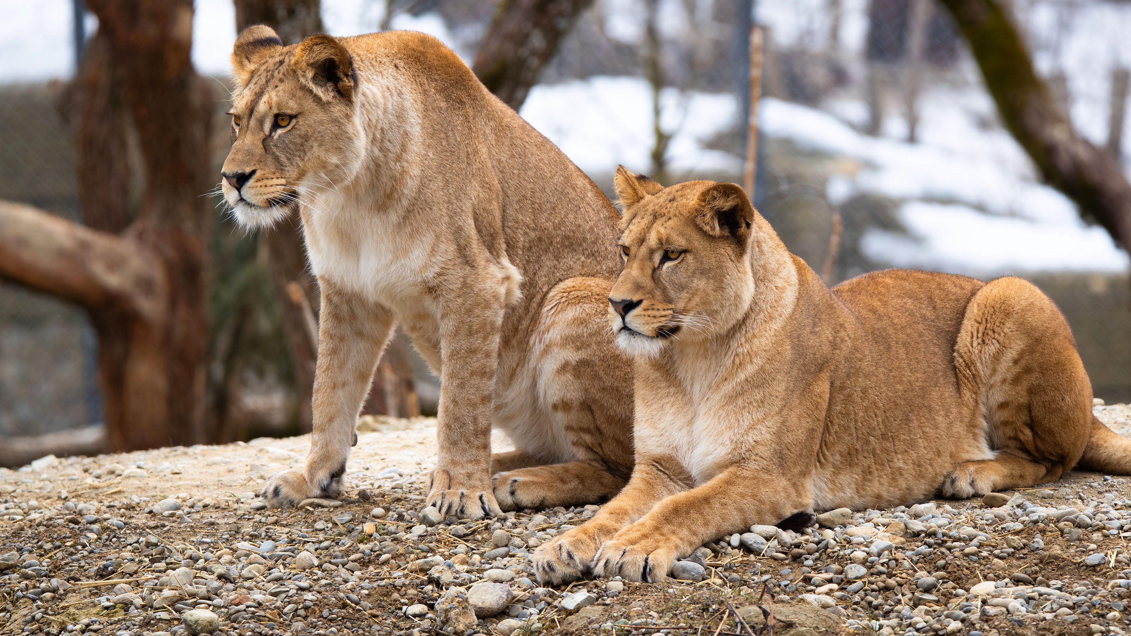 The two lionesses look intently into the distance