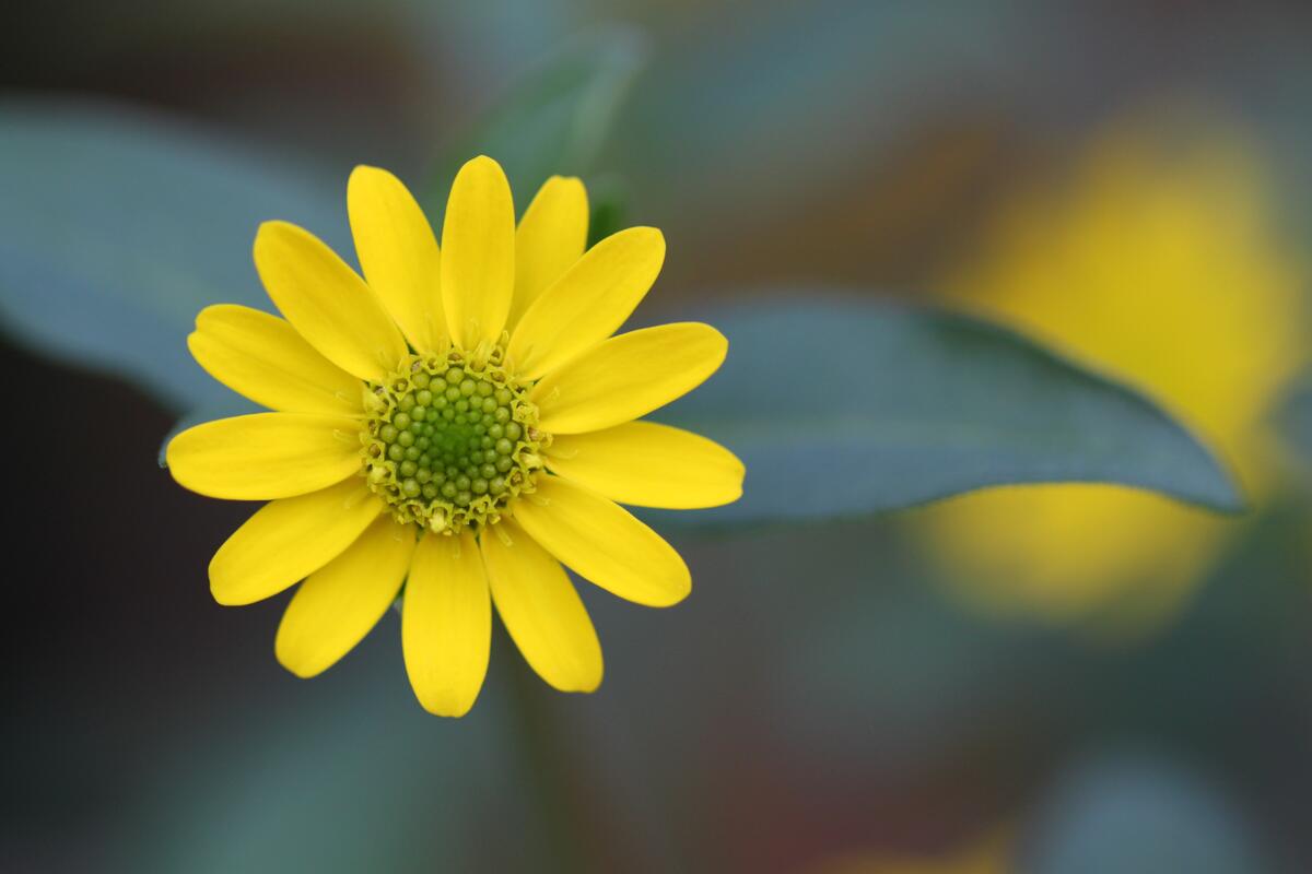Красивый желтый цветочек