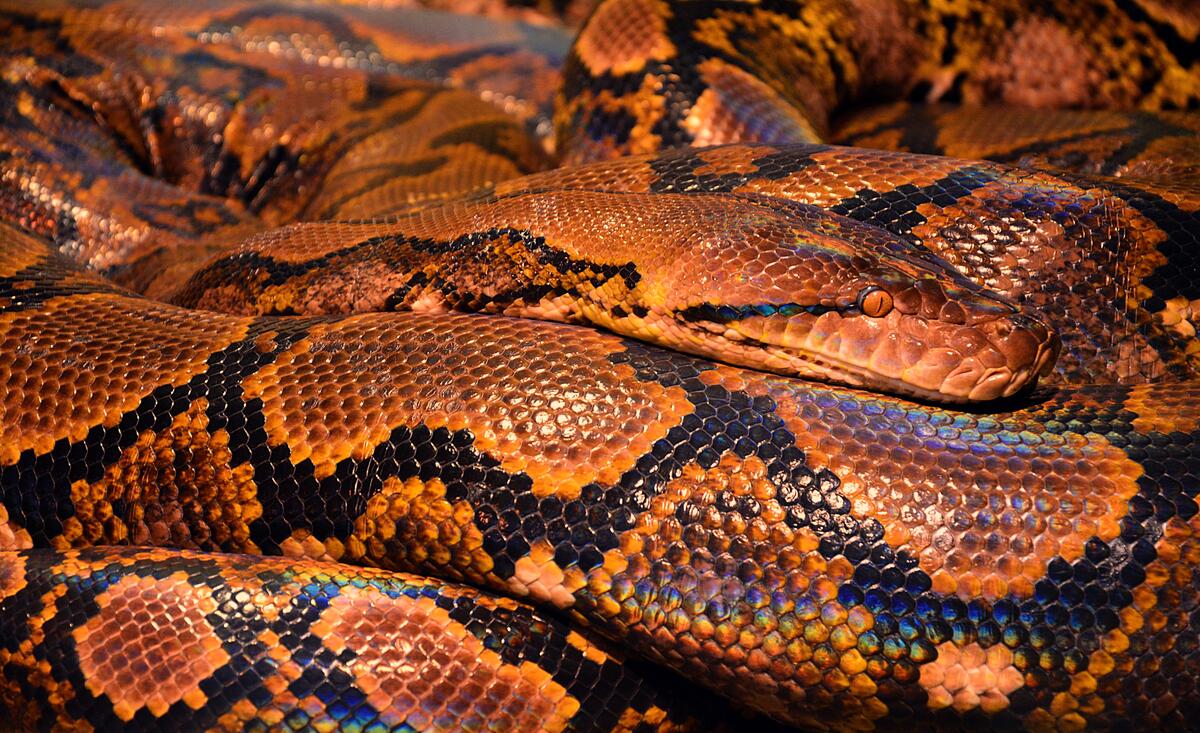 Змея коричневого цвета крупным планом