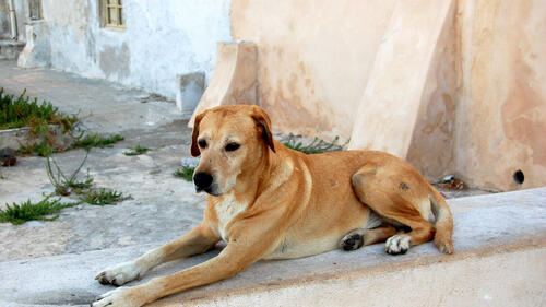 A red stray dog