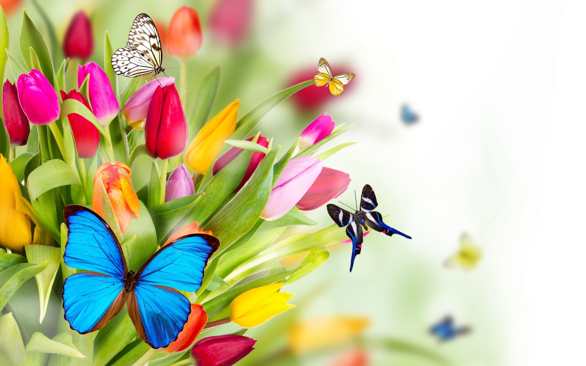 Обои обои бабочки тюльпаны весна на рабочий стол