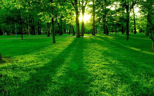 Красивая зеленая лужайка в парке с солнечными лучами