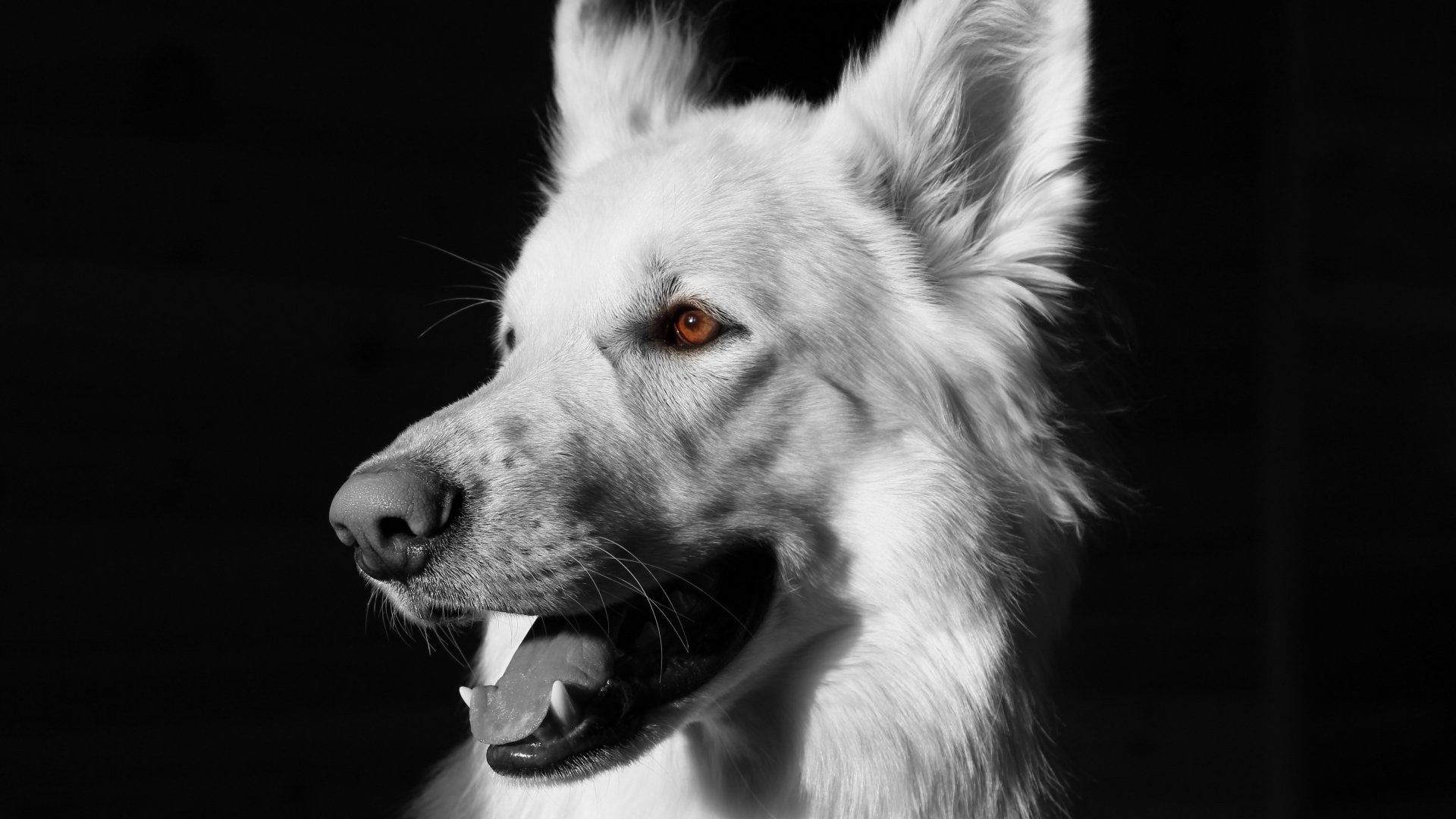 Wallpapers monochrome dog mammal on the desktop