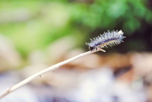 A caterpillar crawls on a straw.