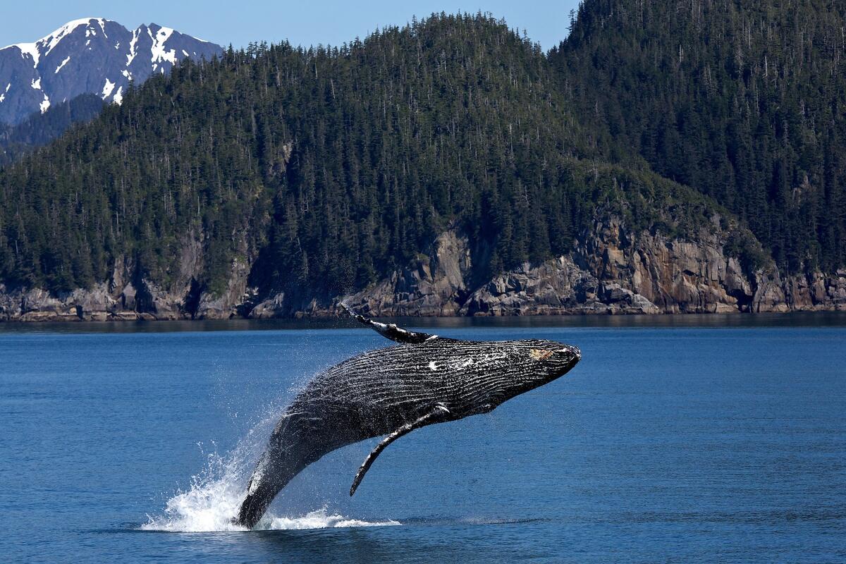 Во время путешествия кит выпрыгнул из воды