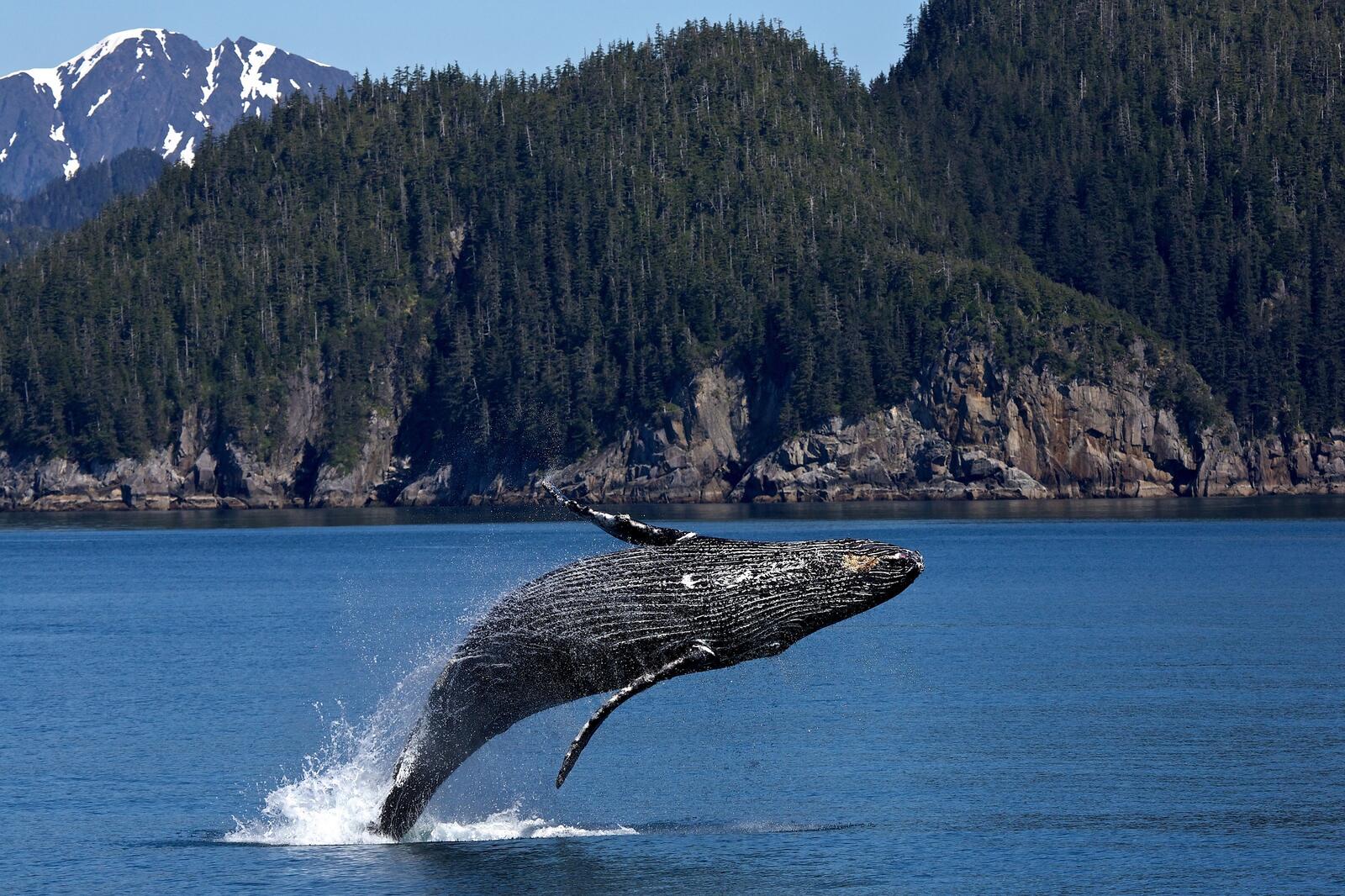 免费照片鲸鱼在旅途中跃出水面