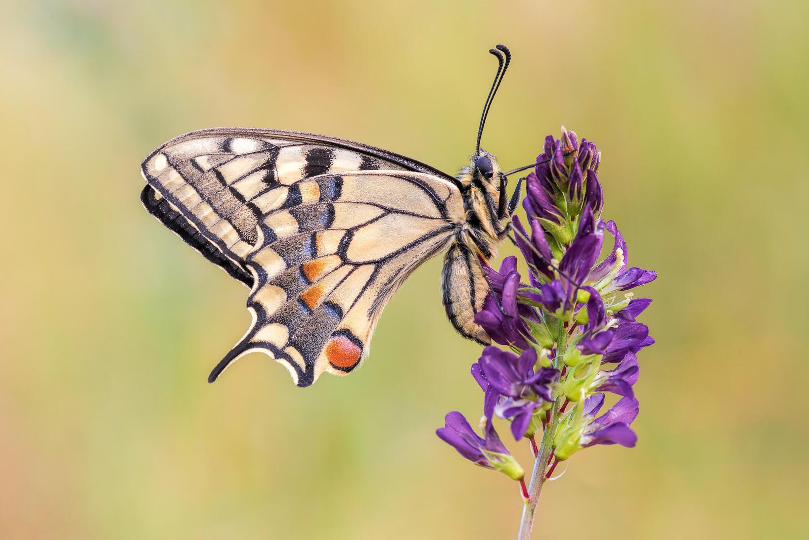 Бесплатное фото Бабочка на фиолетовом цветочке