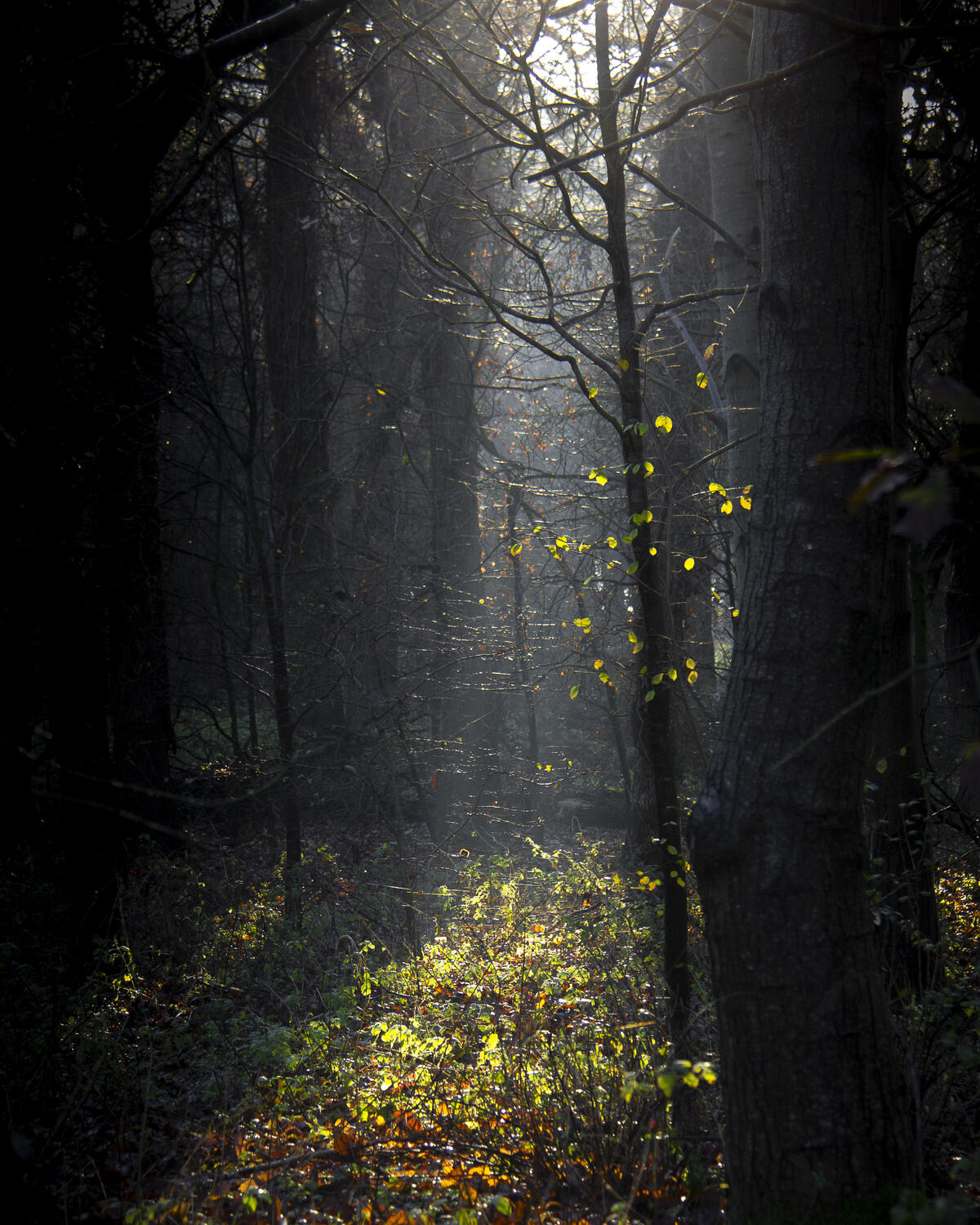 Солнечные лучики в осеннем лесу