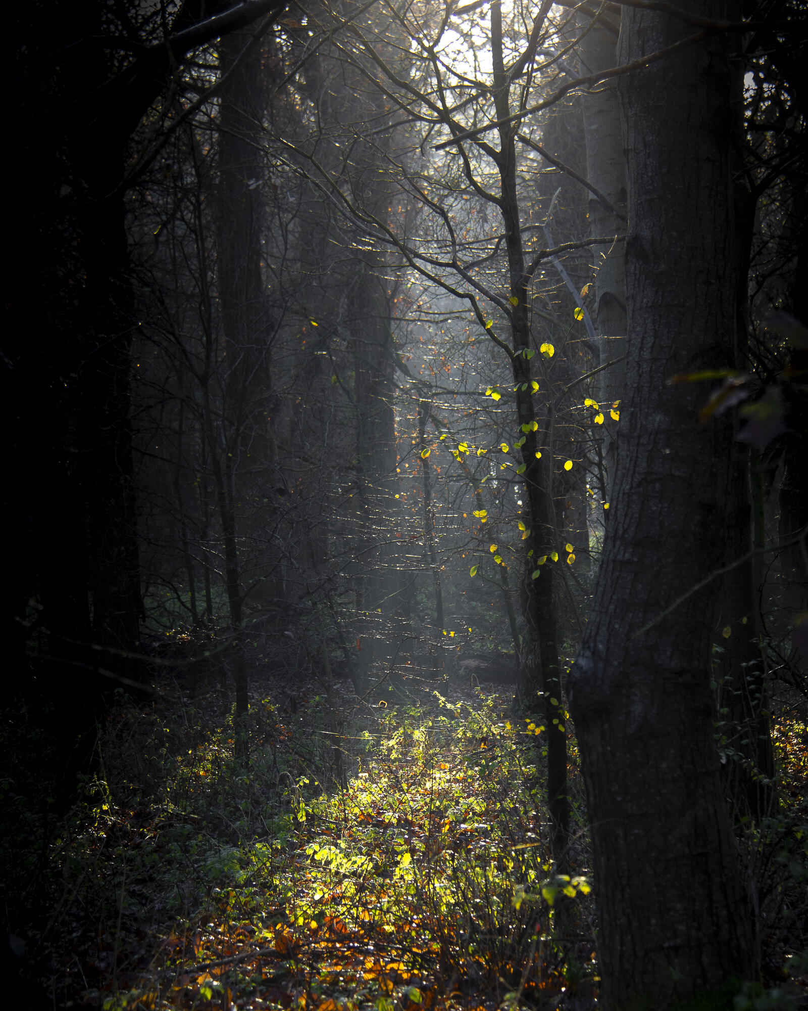 Бесплатное фото Солнечные лучики в осеннем лесу