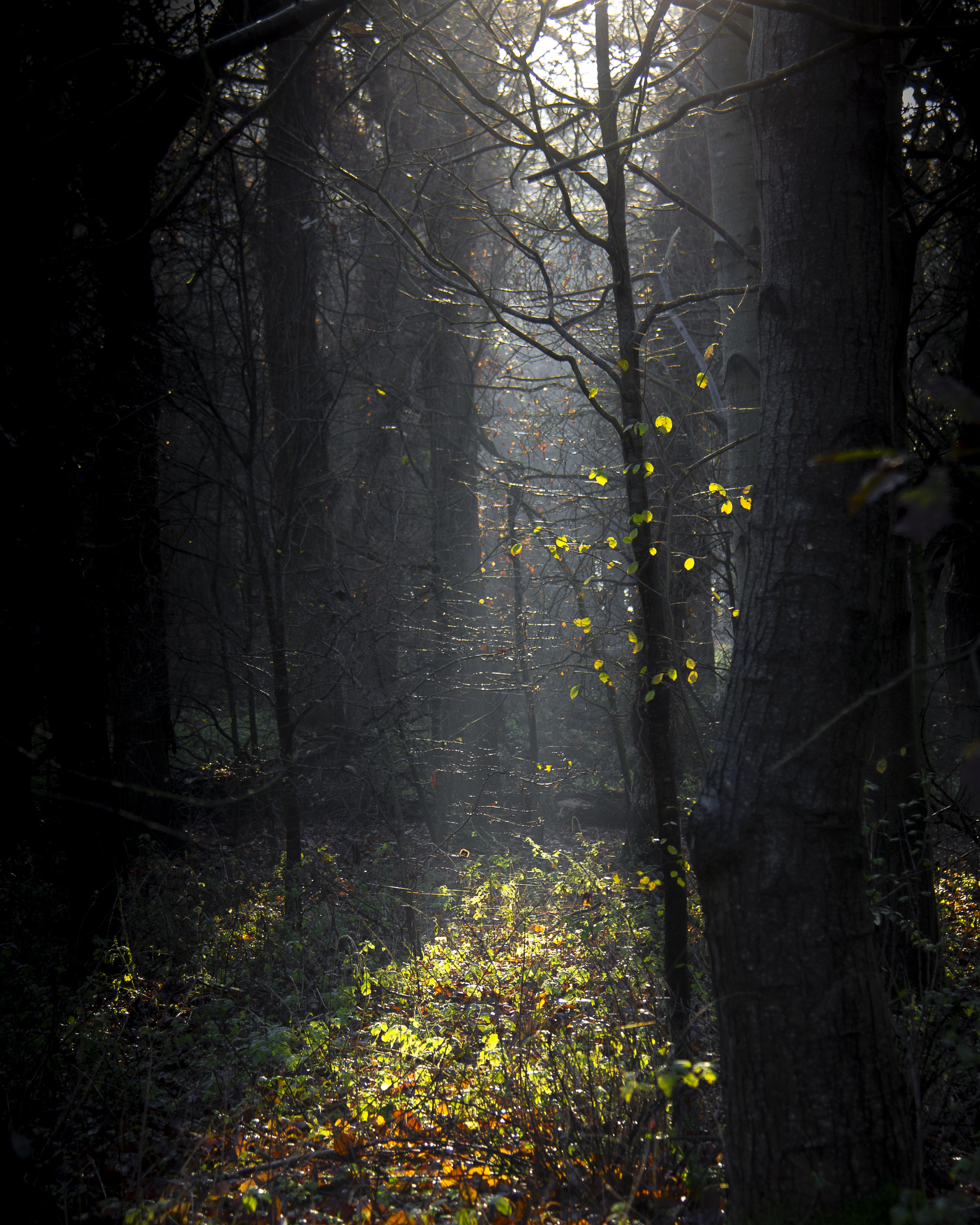 免费照片秋日森林中的阳光