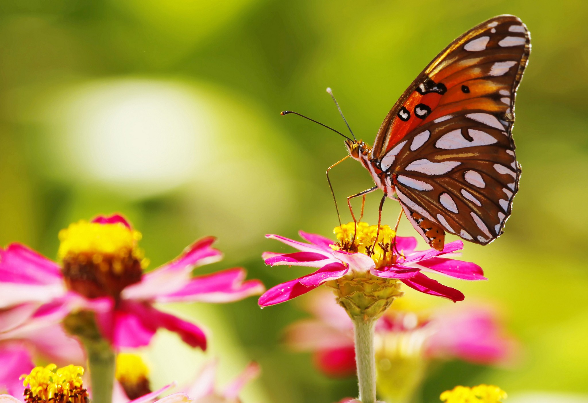 Wallpapers animales depth of field florals on the desktop
