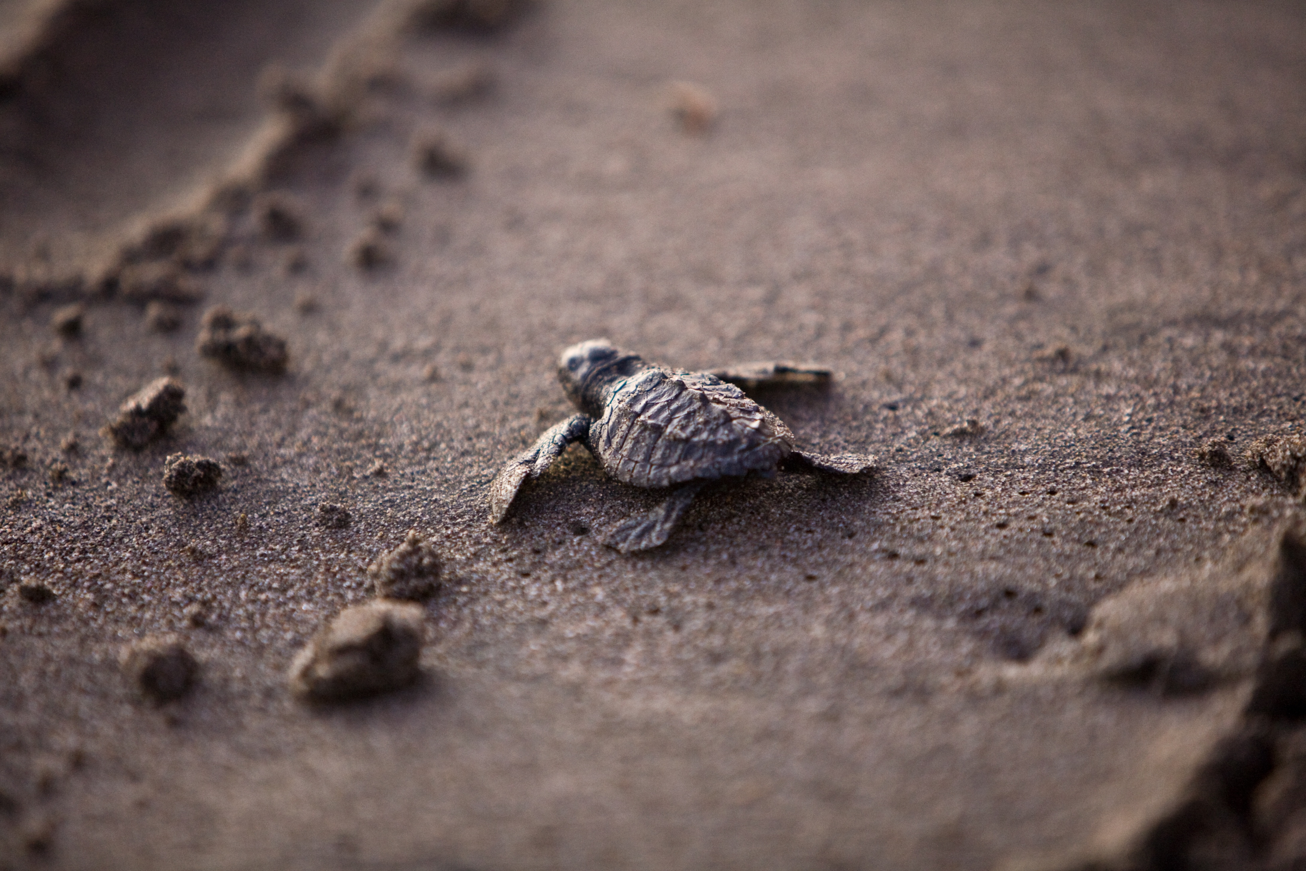 A newborn sea turtle crawls towards the water