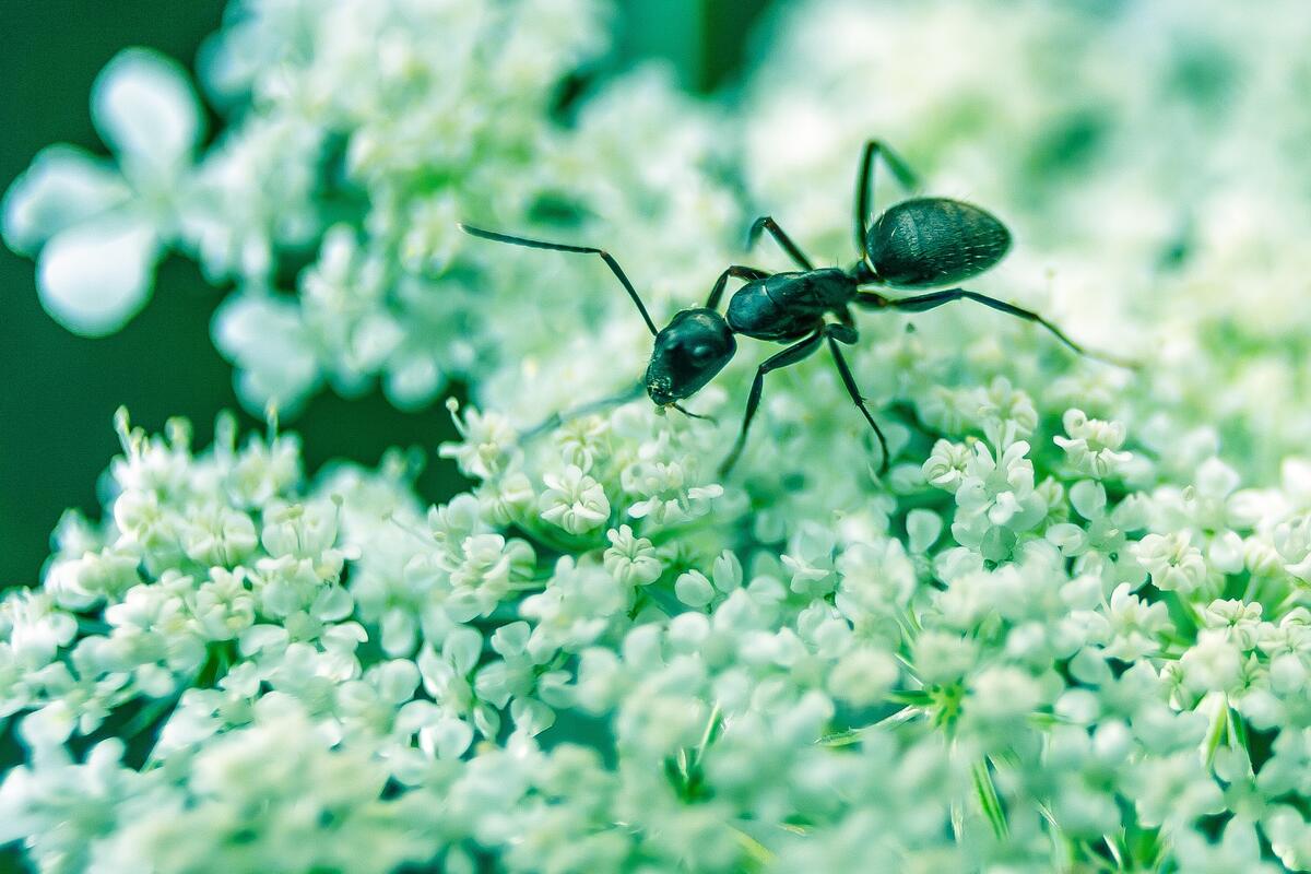 An ant crawls through the flowers.