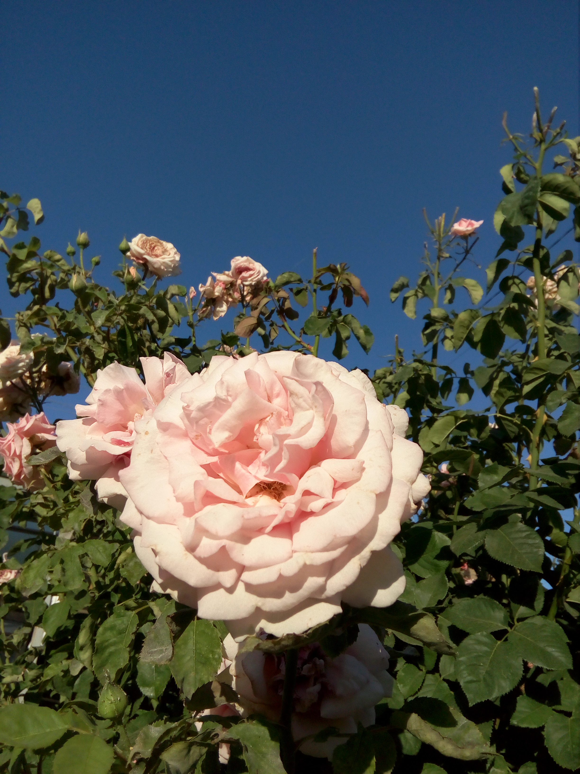 Free photo Shrubs with roses