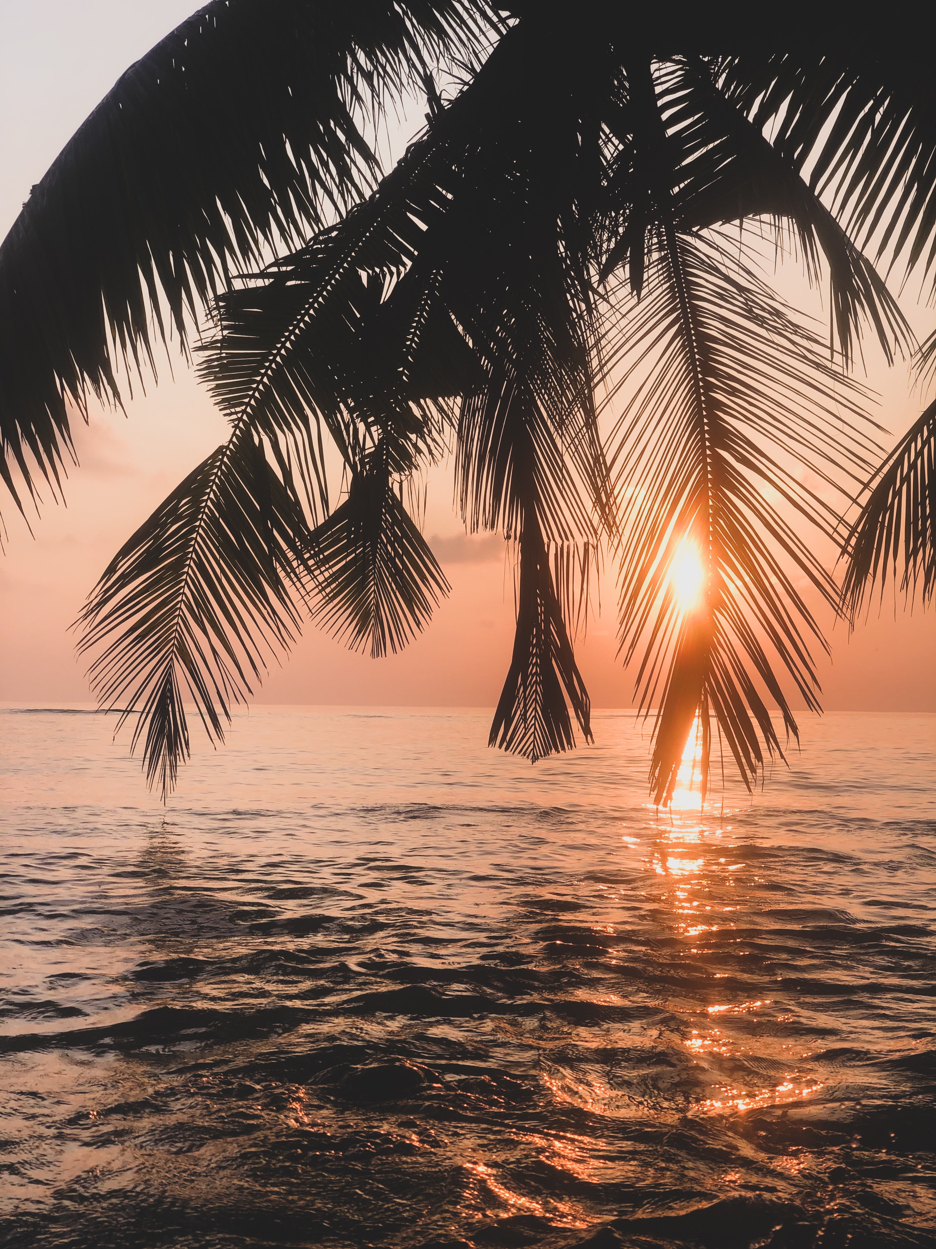 免费照片透过棕榈树看日落
