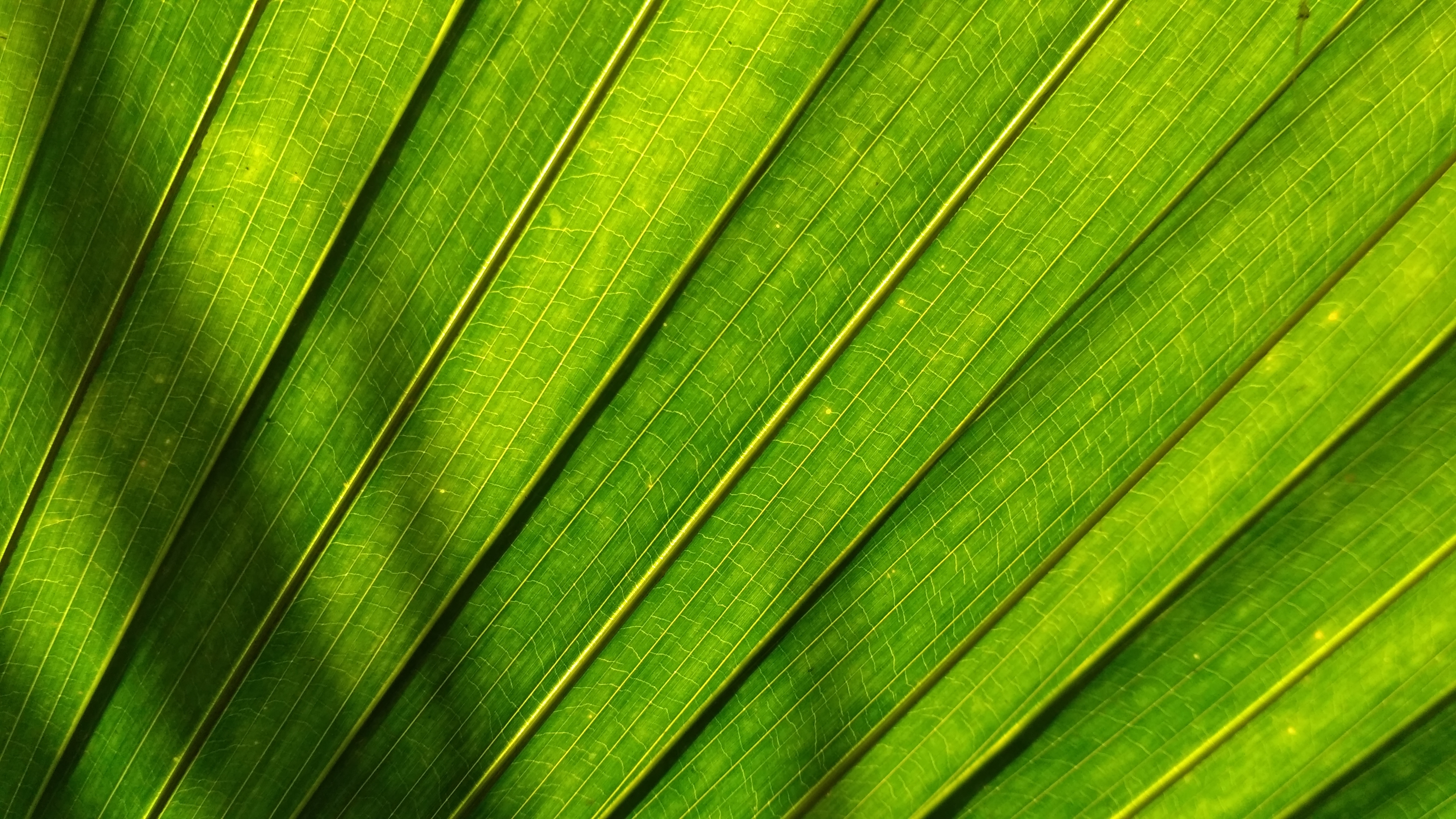 Wallpaper with green leaves