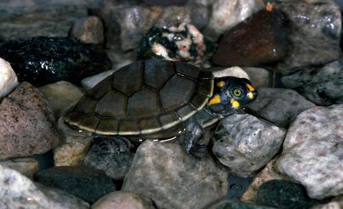 A small black sea turtle