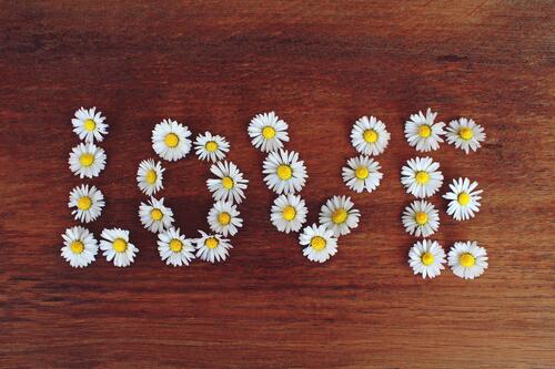 The word love made of daisies