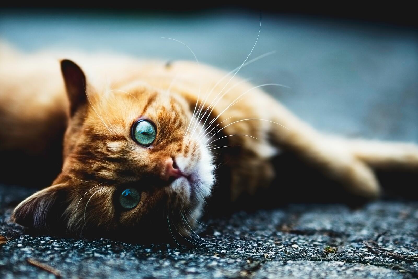 Free photo Cute red-haired blue-eyed cat
