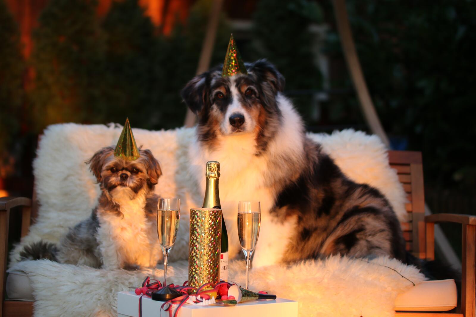 Бесплатное фото Псы празднуют новый год