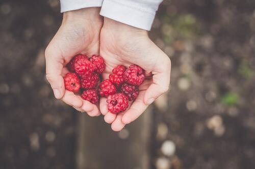 Raspberries in hand