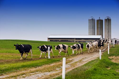 Коровы пасутся у фермы на зеленом лугу