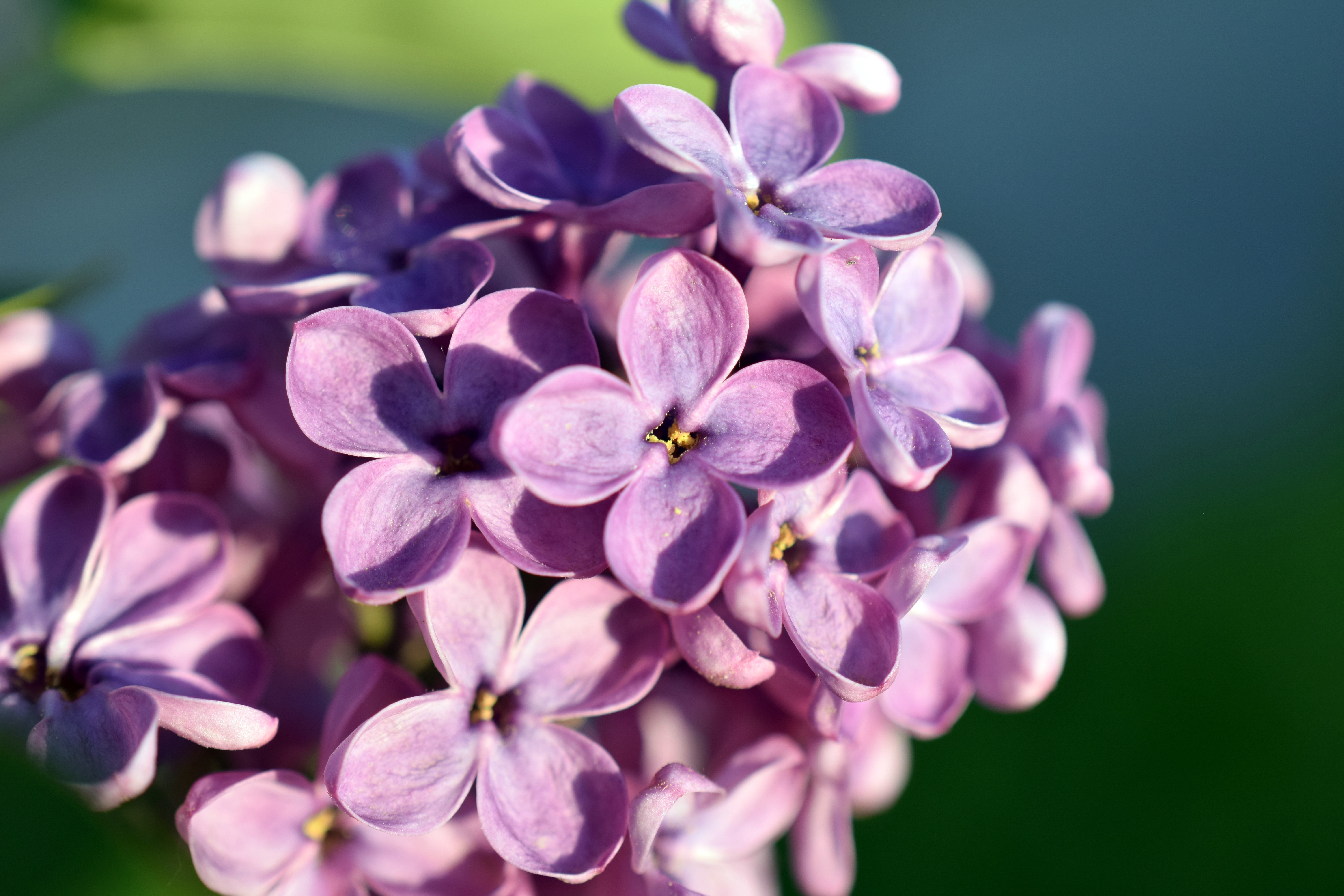 Wallpapers lilac flowers petals on the desktop