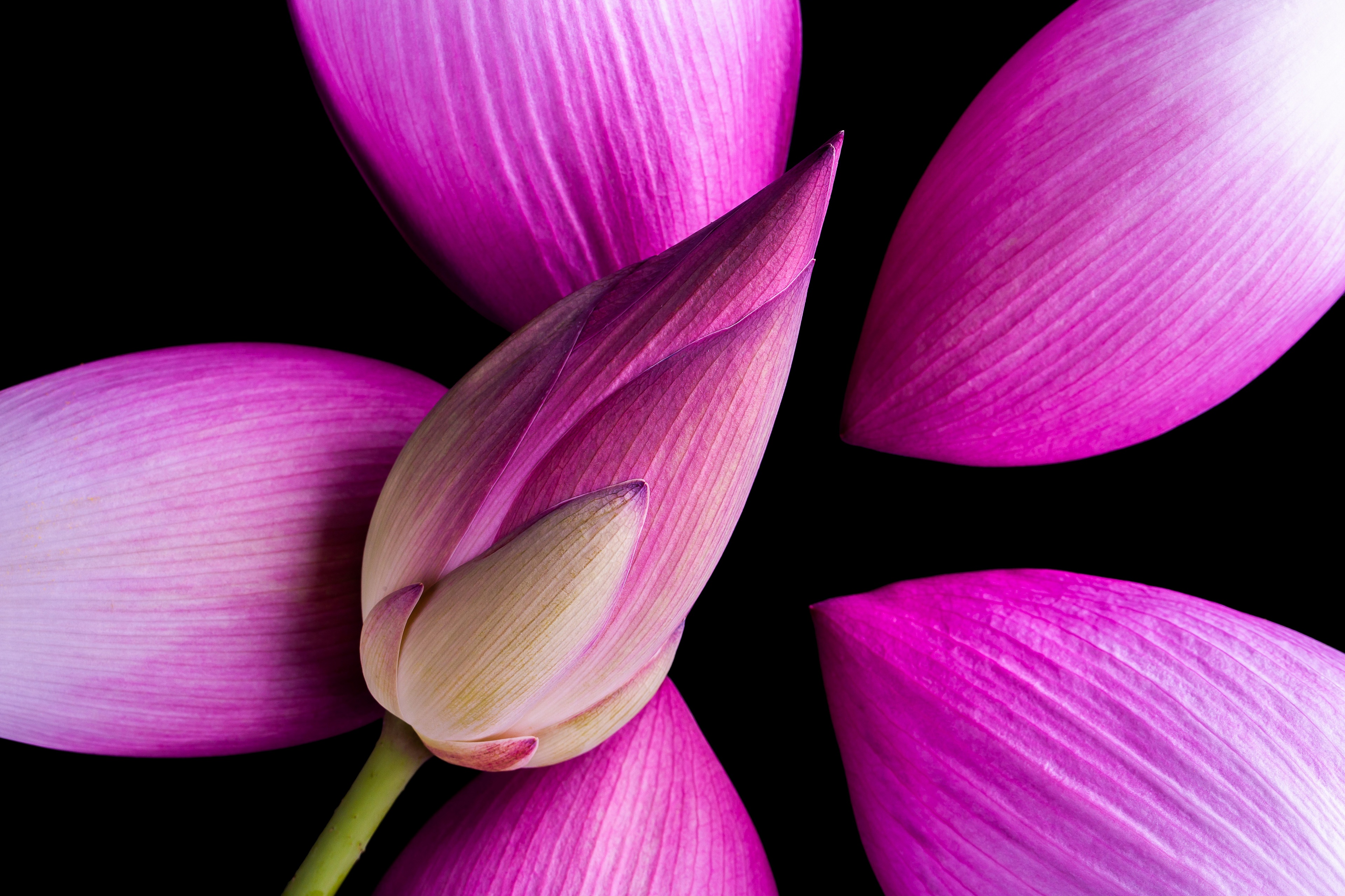 Free photo Purple unopened lotus
