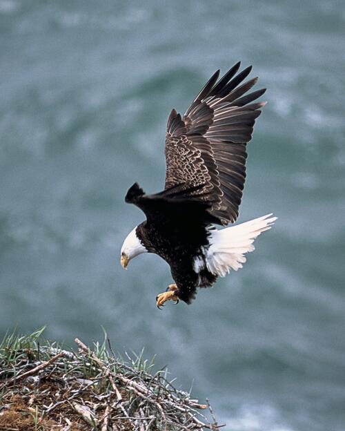 A white-headed eagle flies up to the nest.