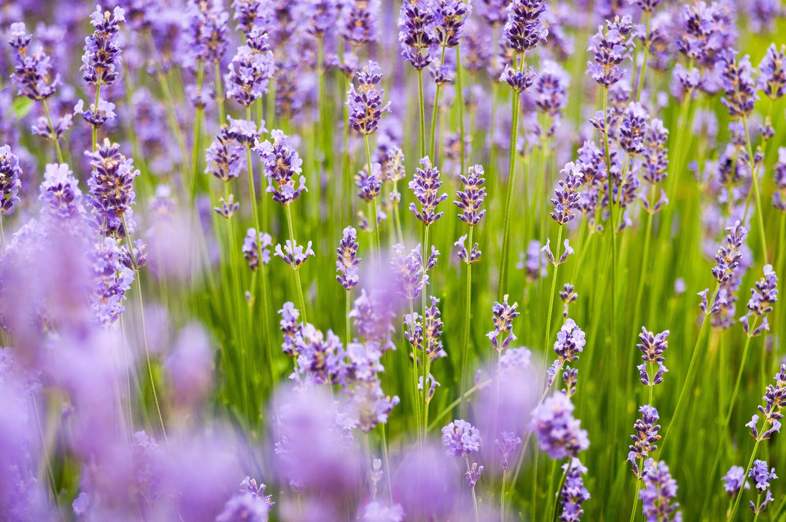 Free photo A large field with French lavender