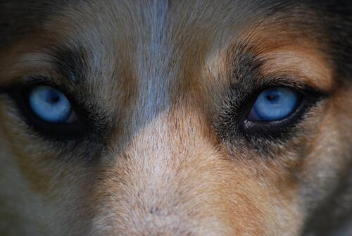 A dog with blue eyes