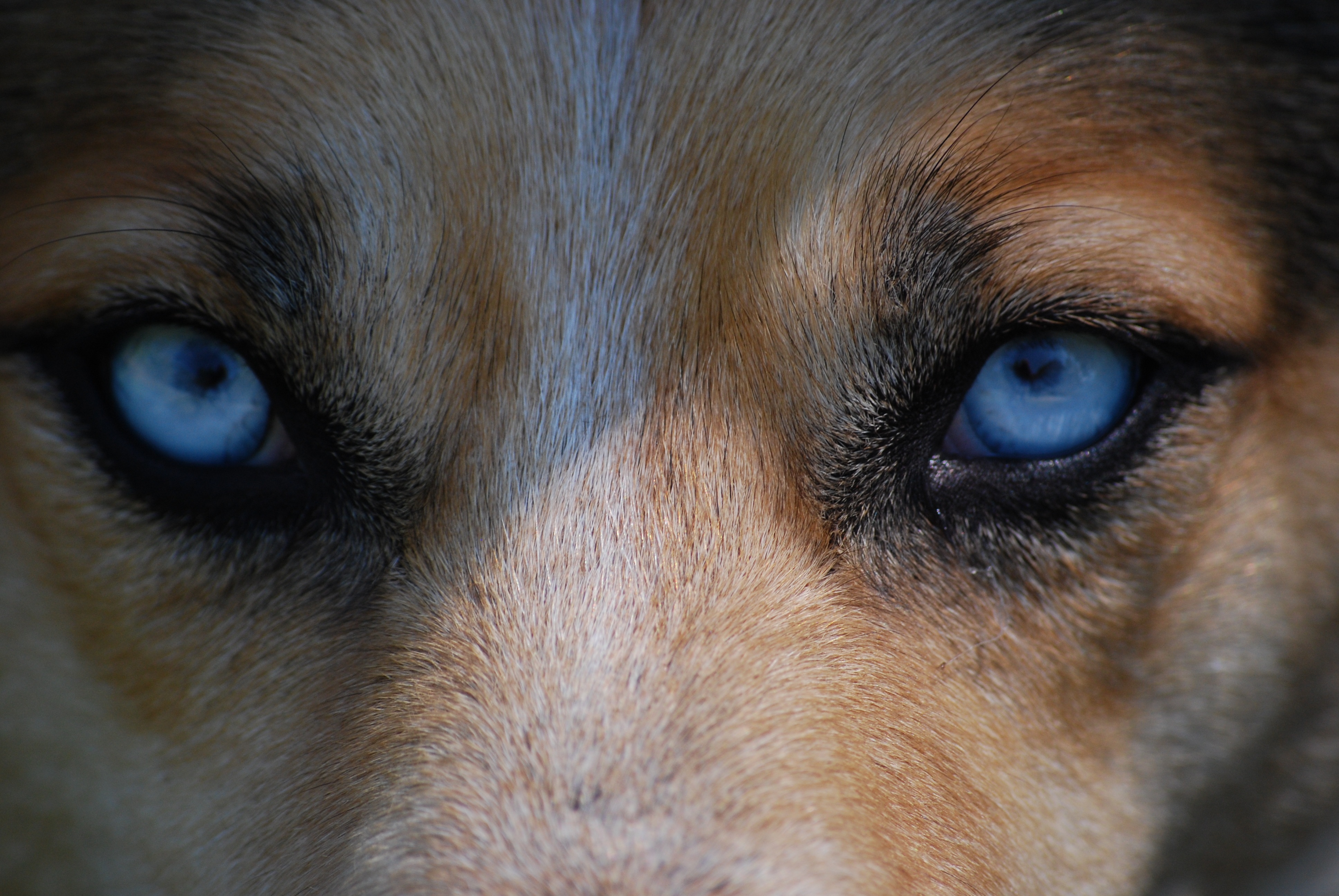 Бесплатное фото Собака с голубыми глазами