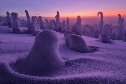 The ground with trees all in snowdrifts at sunset of the day