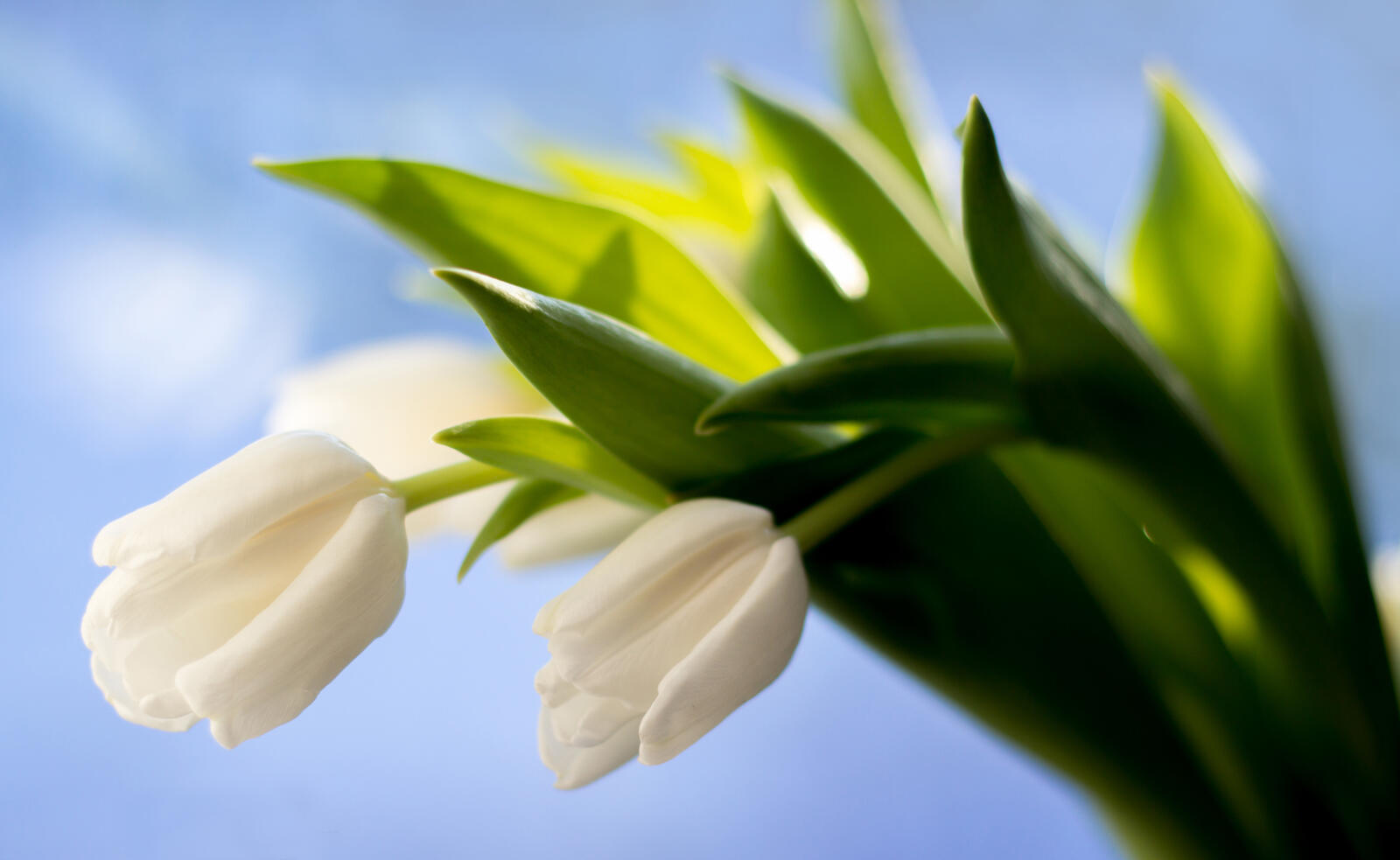 Бесплатное фото Белые тюльпаны