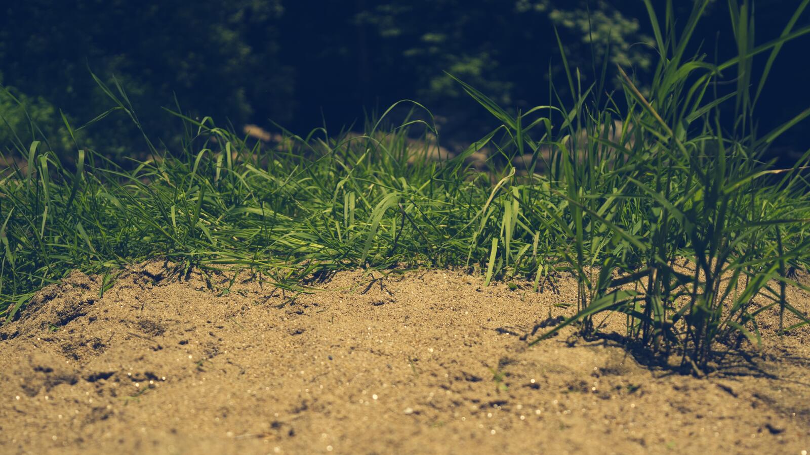 Free photo Green grass grows from the sand