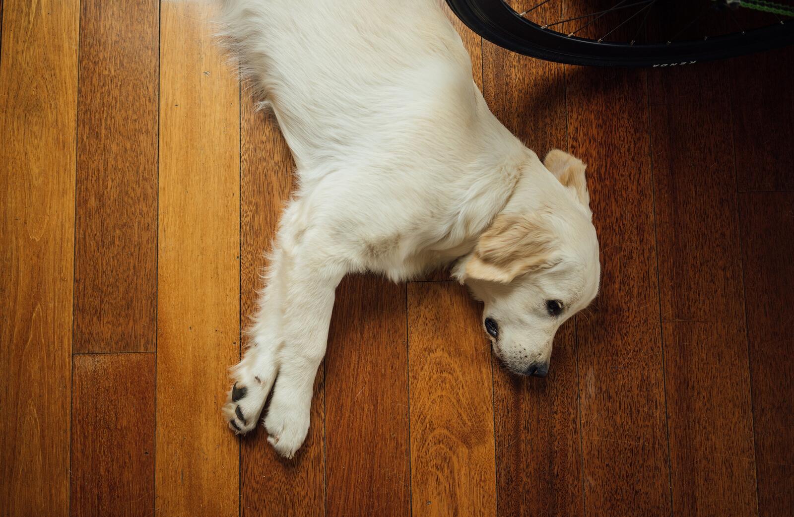 免费照片一只白色的小狗躺在复合地板上