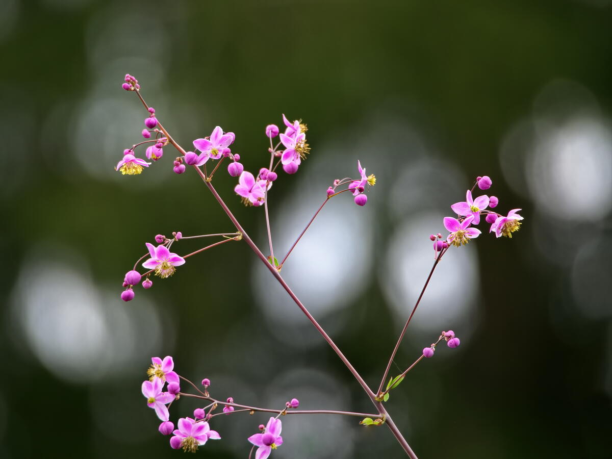 Flowering sprig with pink petals