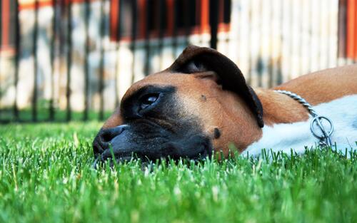 Уставший пес лежит на зеленом газоне