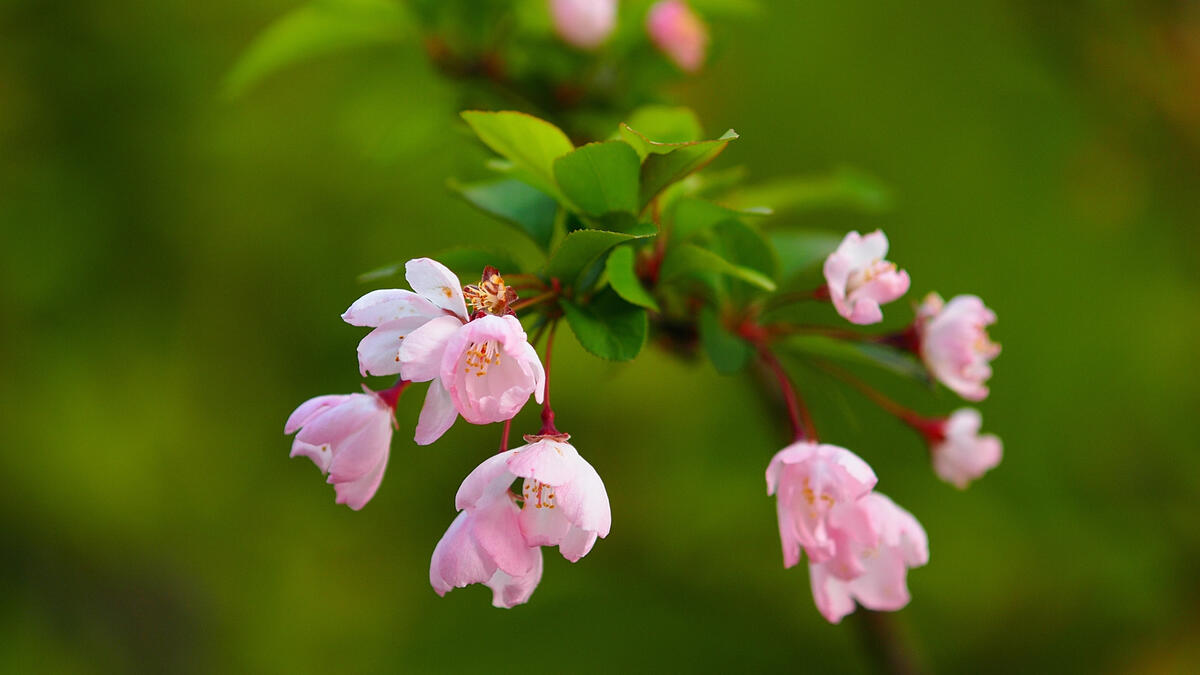 Маленькие розовые цветочки на ветке с зелеными листьями