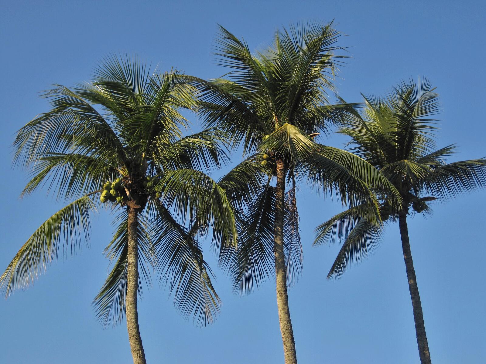 Free photo Three palm trees with coconuts against a blue sky