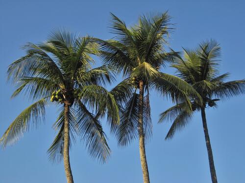 Three palm trees with coconuts against a blue sky
