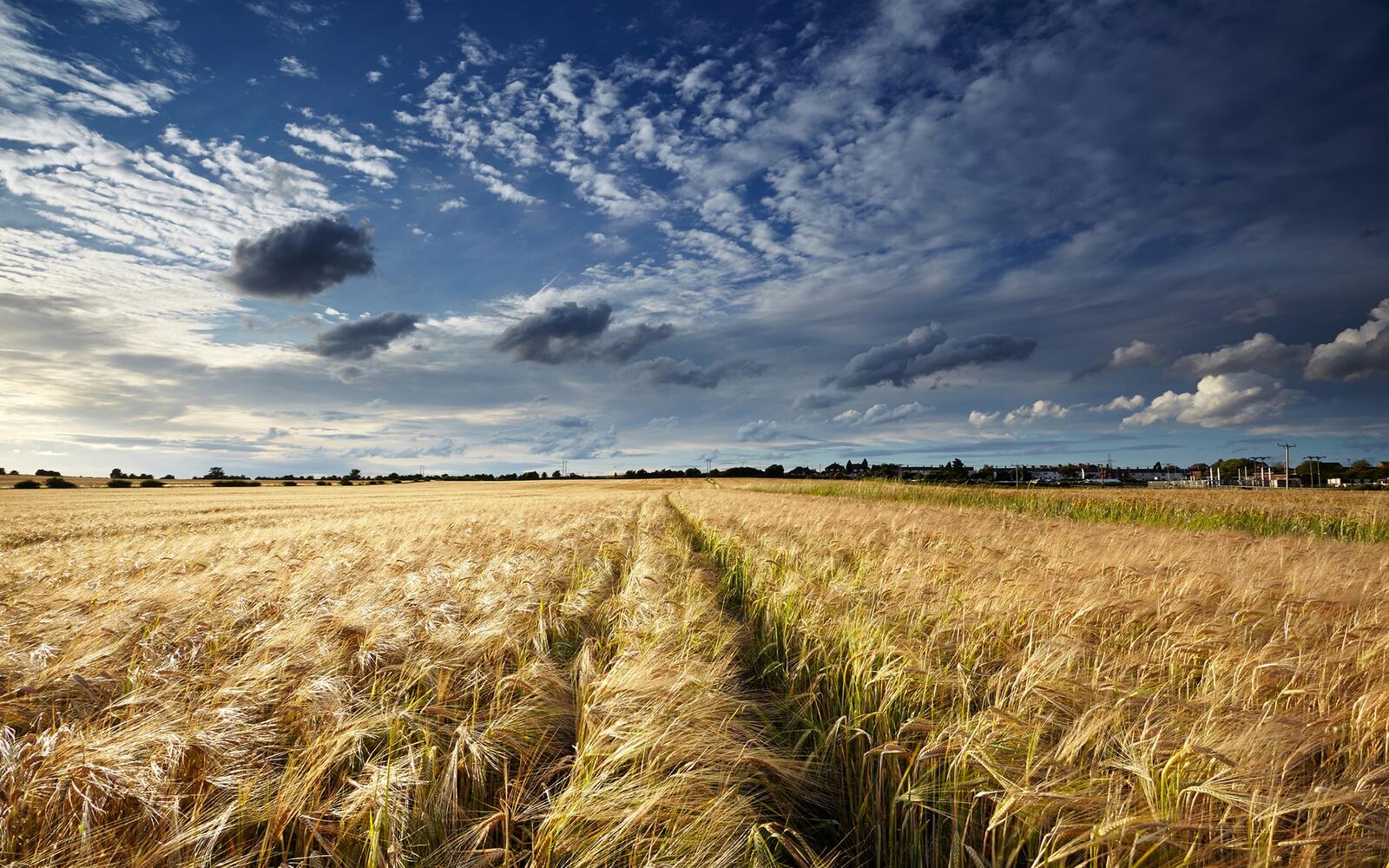 免费照片一片长满高大小麦的大田