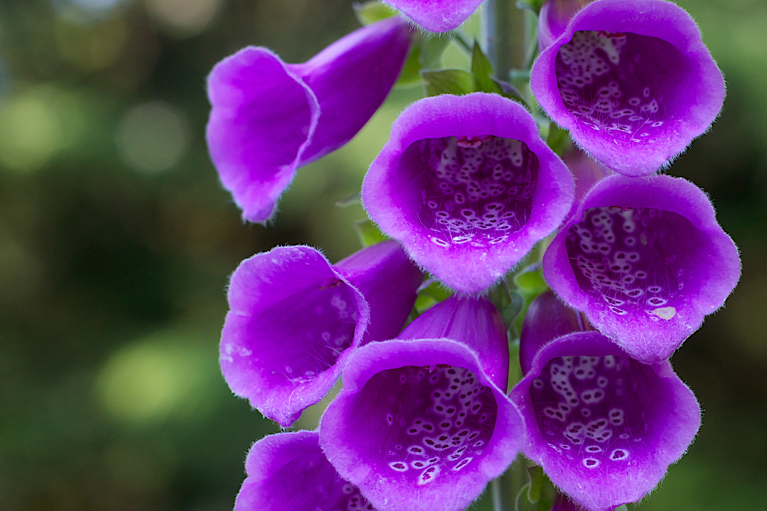 Фиолетовый полевой цветок с колокольчиками