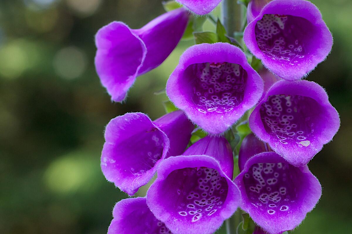Фиолетовый полевой цветок с колокольчиками